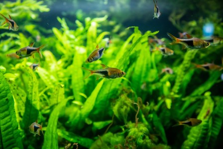 Водные биоресурсы и аквакультура
