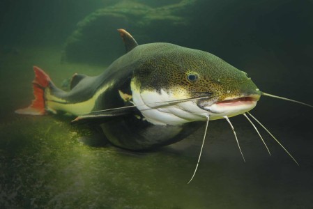 Водные биоресурсы и аквакультура