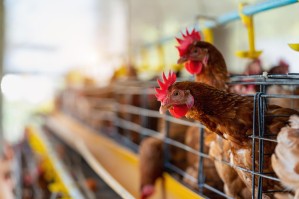 Технология производства продуктов птицеводства