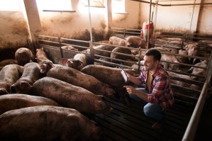 Технология производства продуктов свиноводства