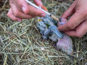 Болезни сельскохозяйственных животных и птиц