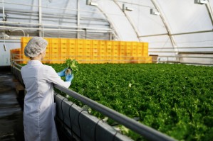 Технология хранения и переработки сельскохозяйственной продукции