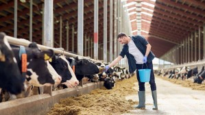 Производство и переработка продукции мелкого рогатого скота