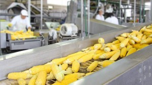 Технология производства и переработки сельскохозяйственной продукции