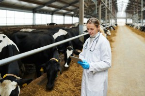 Технология производства продуктов животноводства