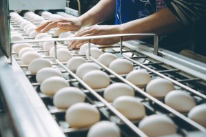 Технология производства продуктов птицеводства