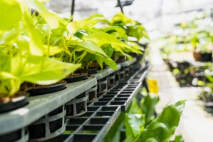 Технологии хранения и переработки продукции растениеводства