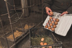 Технология производства, хранения и переработки продукции животноводства