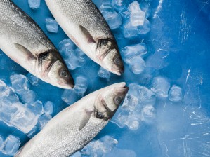 Технология рыбы и рыбных продуктов