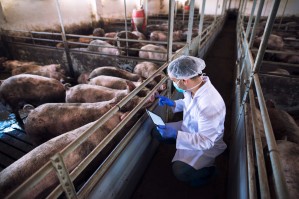 Технология производства и переработки продукции животноводства