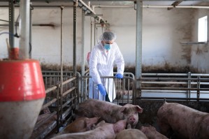Переработка продукции животноводства и управления рисками в АПК