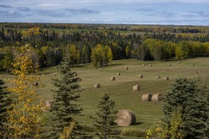 Лесное и лесопарковое хозяйство