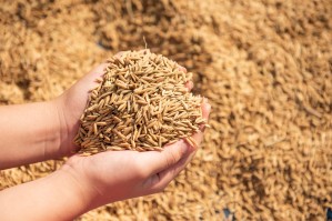 Технология хранения и переработки зерна