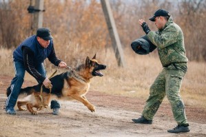 Охотоведение, кинология и зоопарковое дело