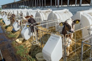 Технология производства продукции животноводства