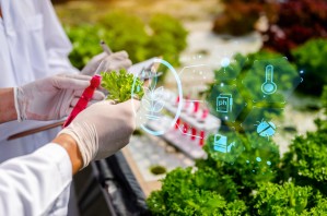 Технология продуктов питания из растительного сырья специального назначения