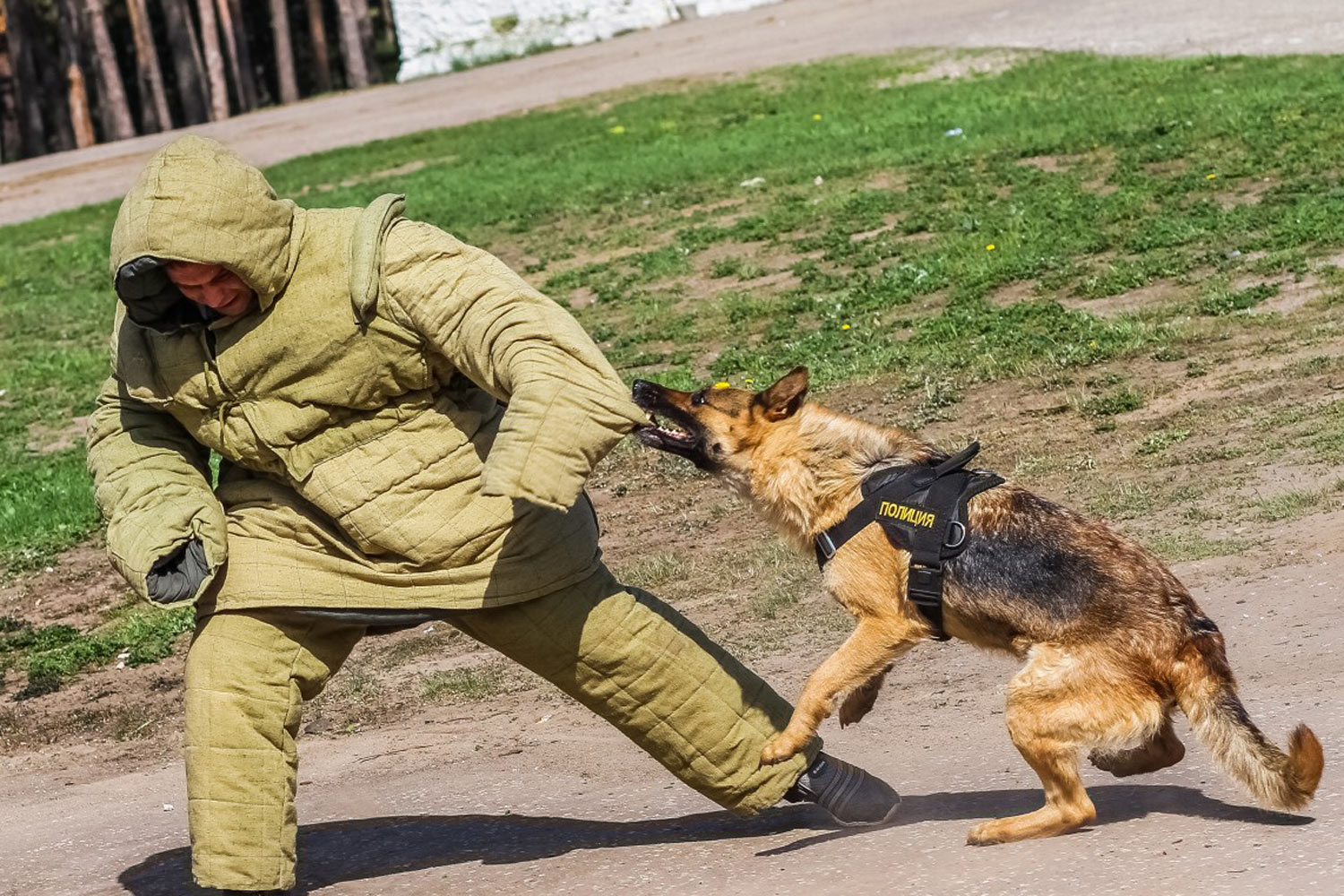 Профессия Кинолог: описание, где получить в России, перспективы