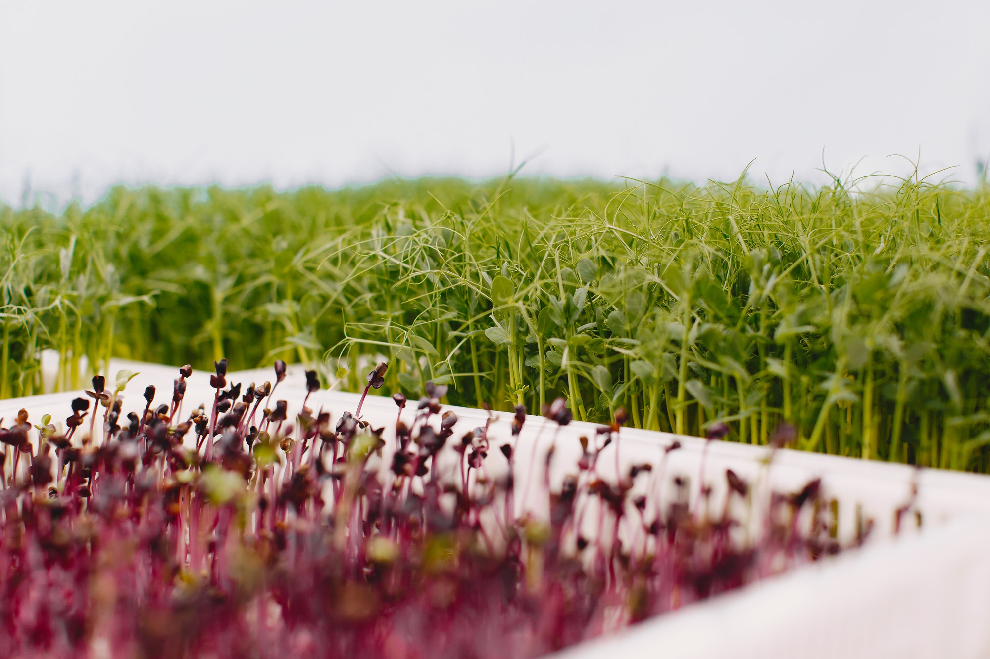 Genesis Claims Top Sustainability Honor for Algae-Based Agriculture